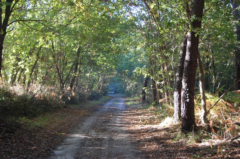 Balade au cœur de la forêt landaise