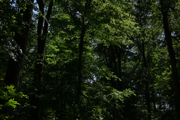 Soirée d&rsquo;ouverture du Baleine festival