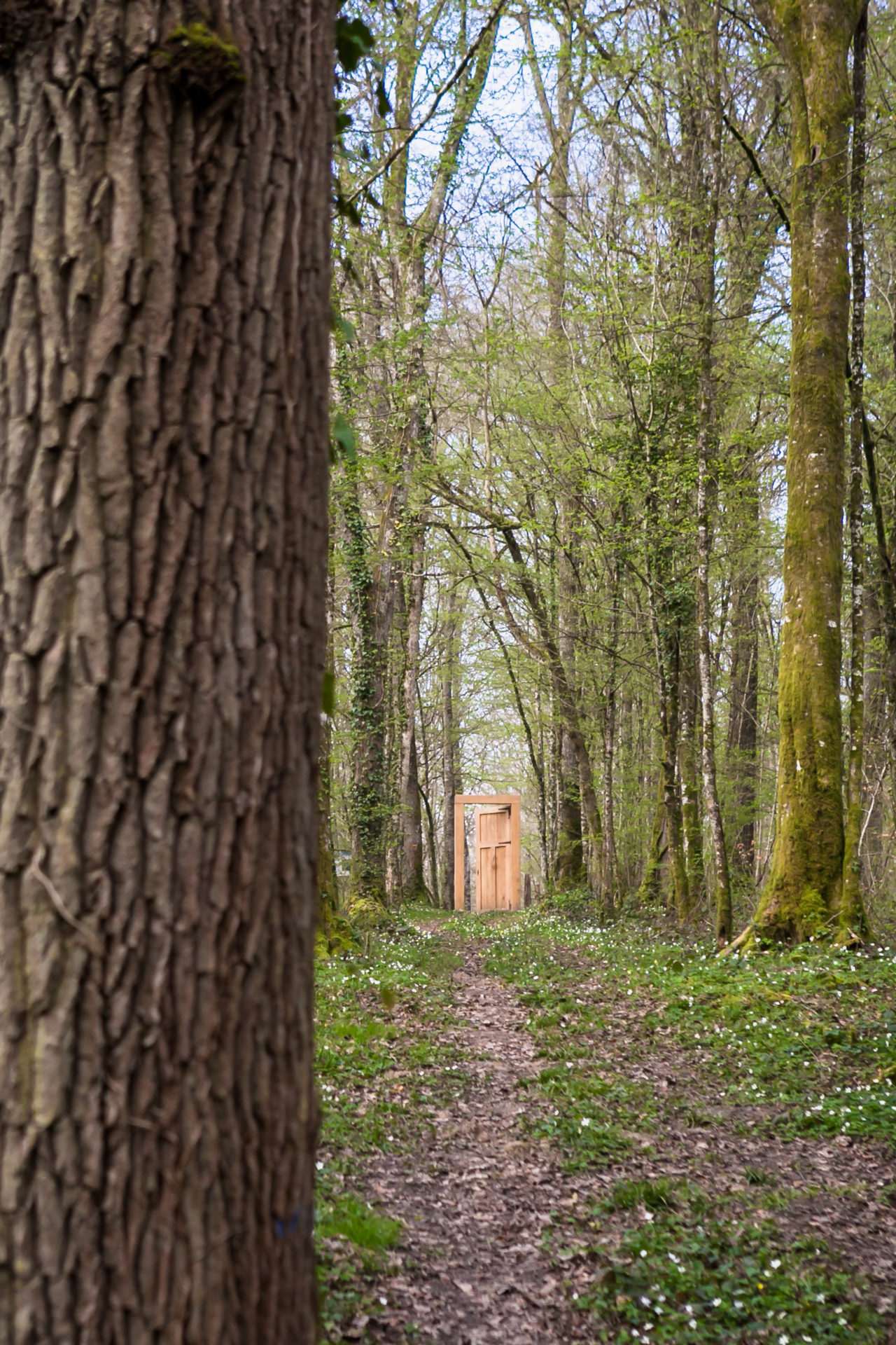 À la rencontre des géants de la forêt d’Orient