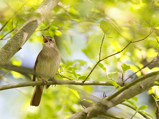 À la rencontre du bois de la cave – 20 JUIN