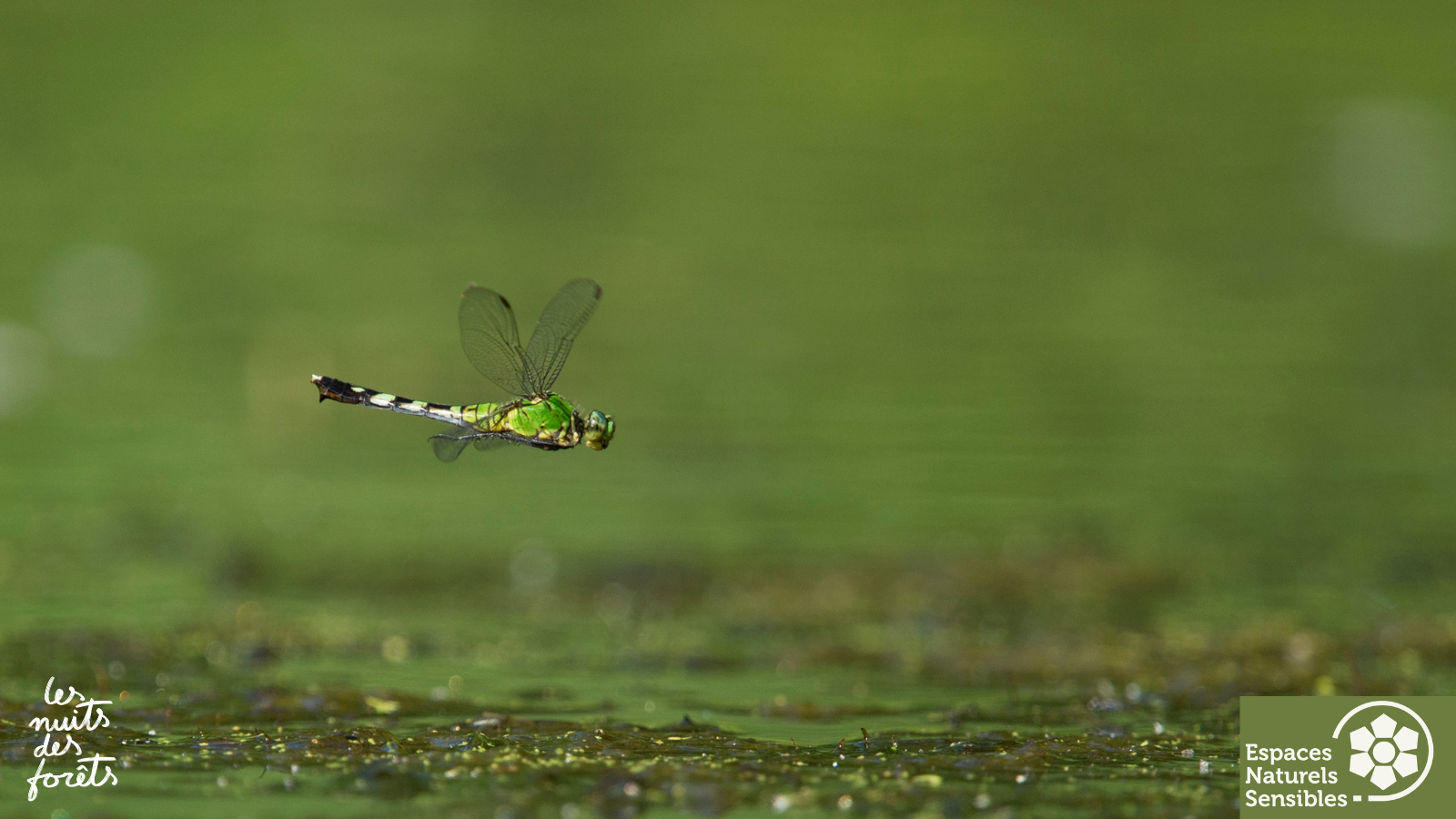A la découverte des Odonates
