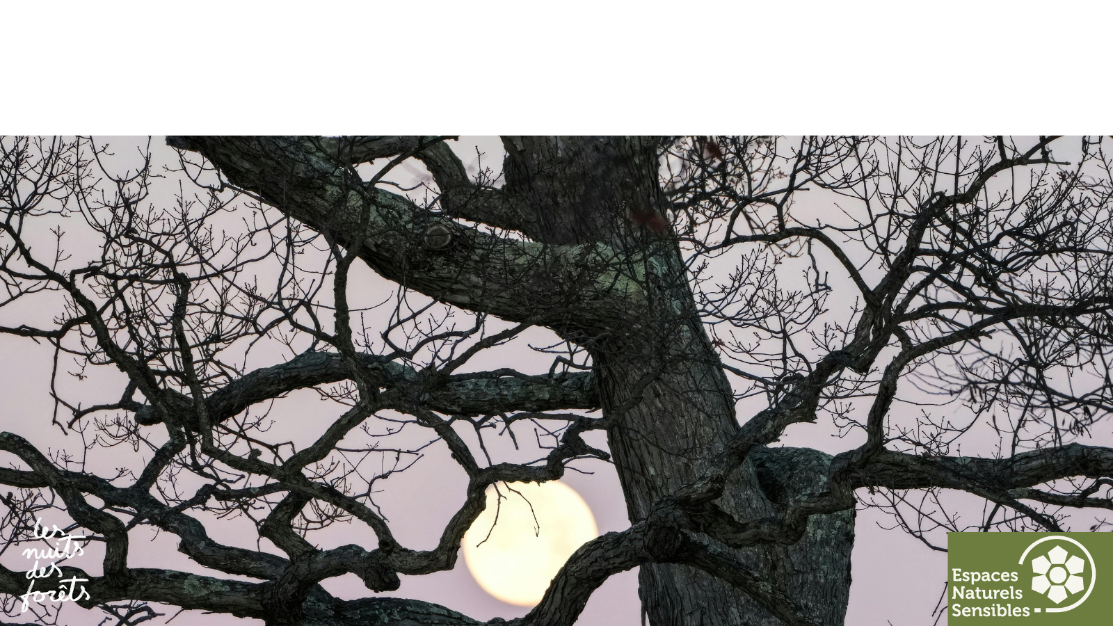 Balade à l&rsquo;écoute de la faune nocturne