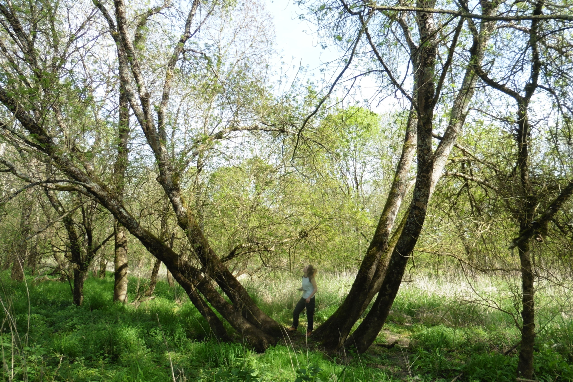 Balade – À la recherche du plus grand coléoptère d&rsquo;Europe