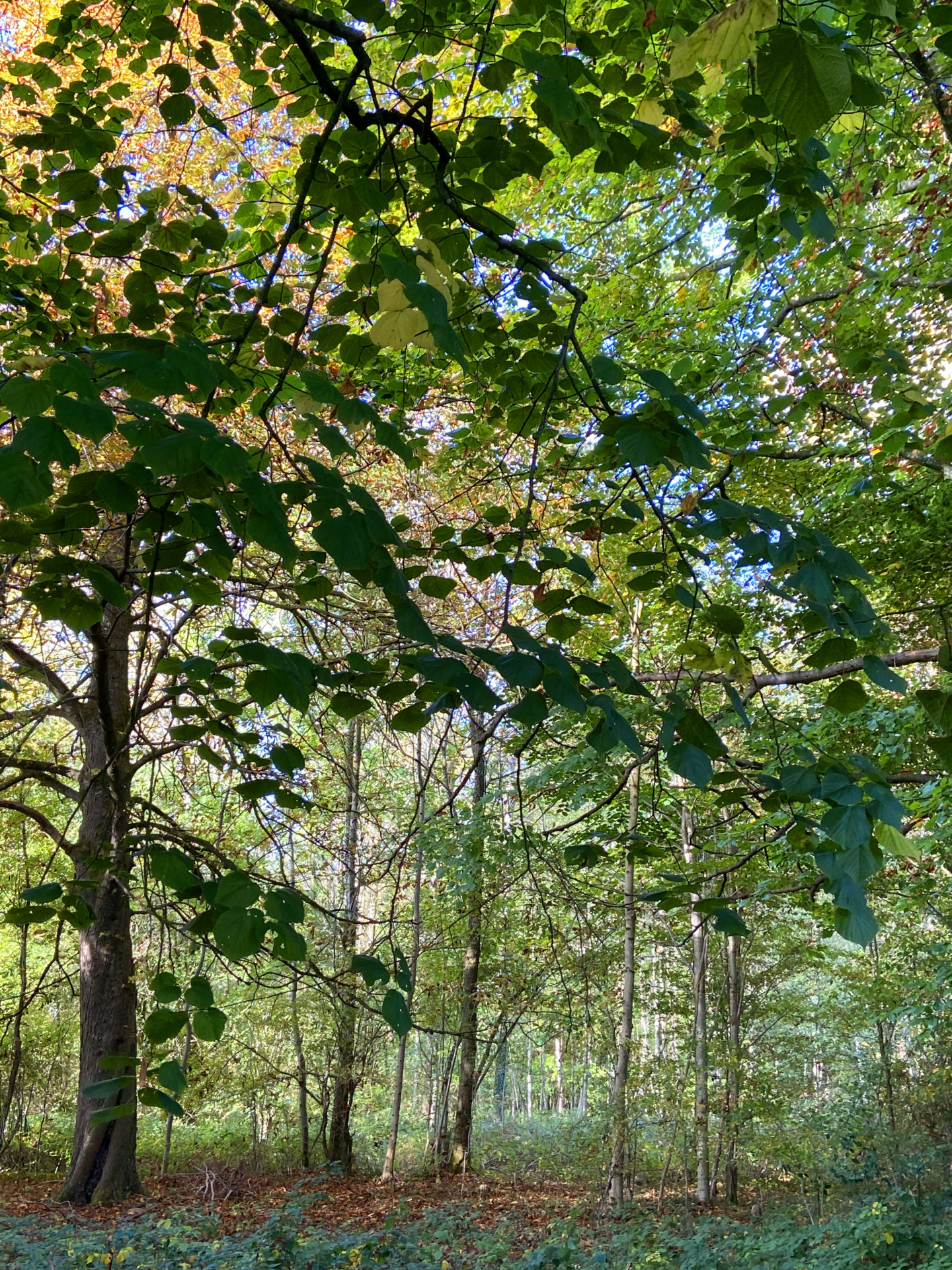 Soirée festive dans la forêt de l&rsquo;Archipel