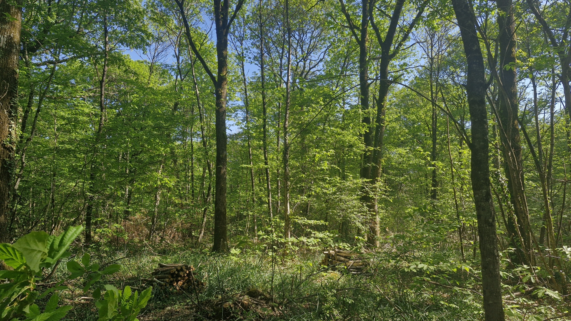 Randonnée chantante semi-nocturne dans les bois de Celles sur Belle