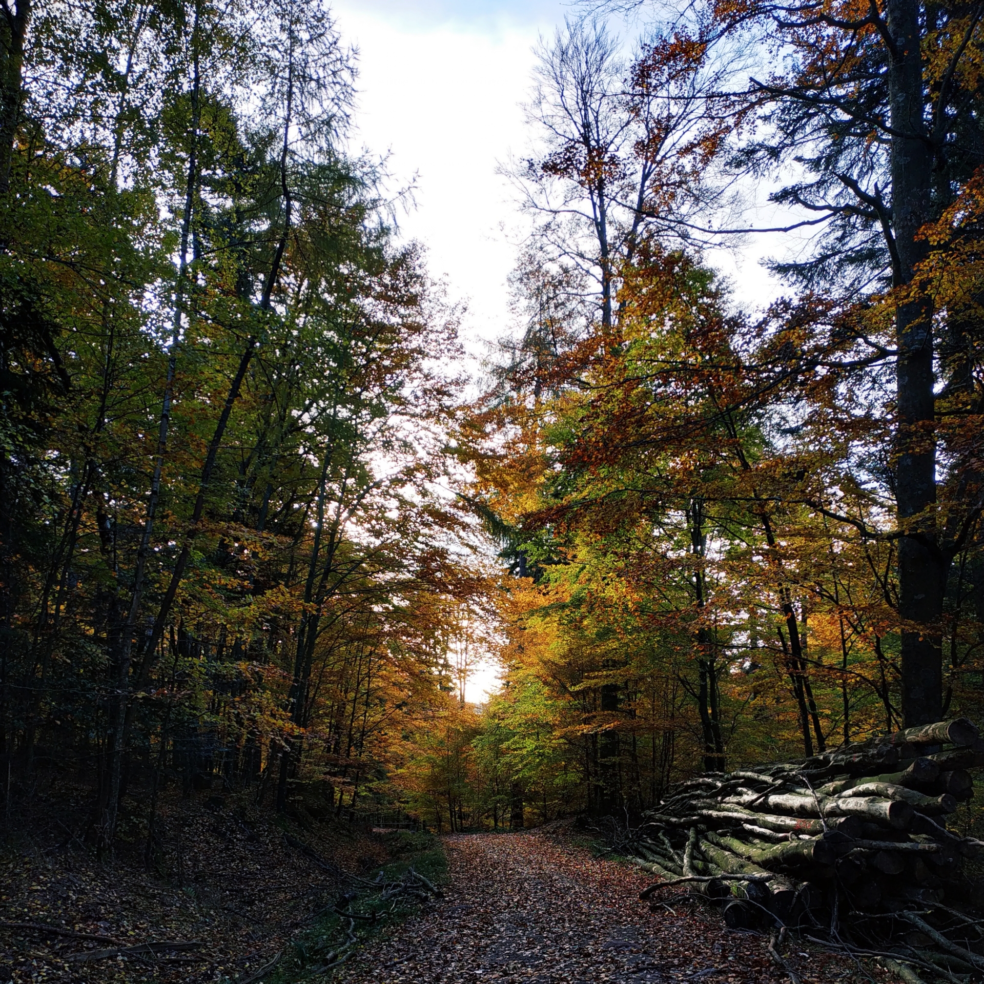 Traversées sensibles et expériences en forêt — Parc national de forêts