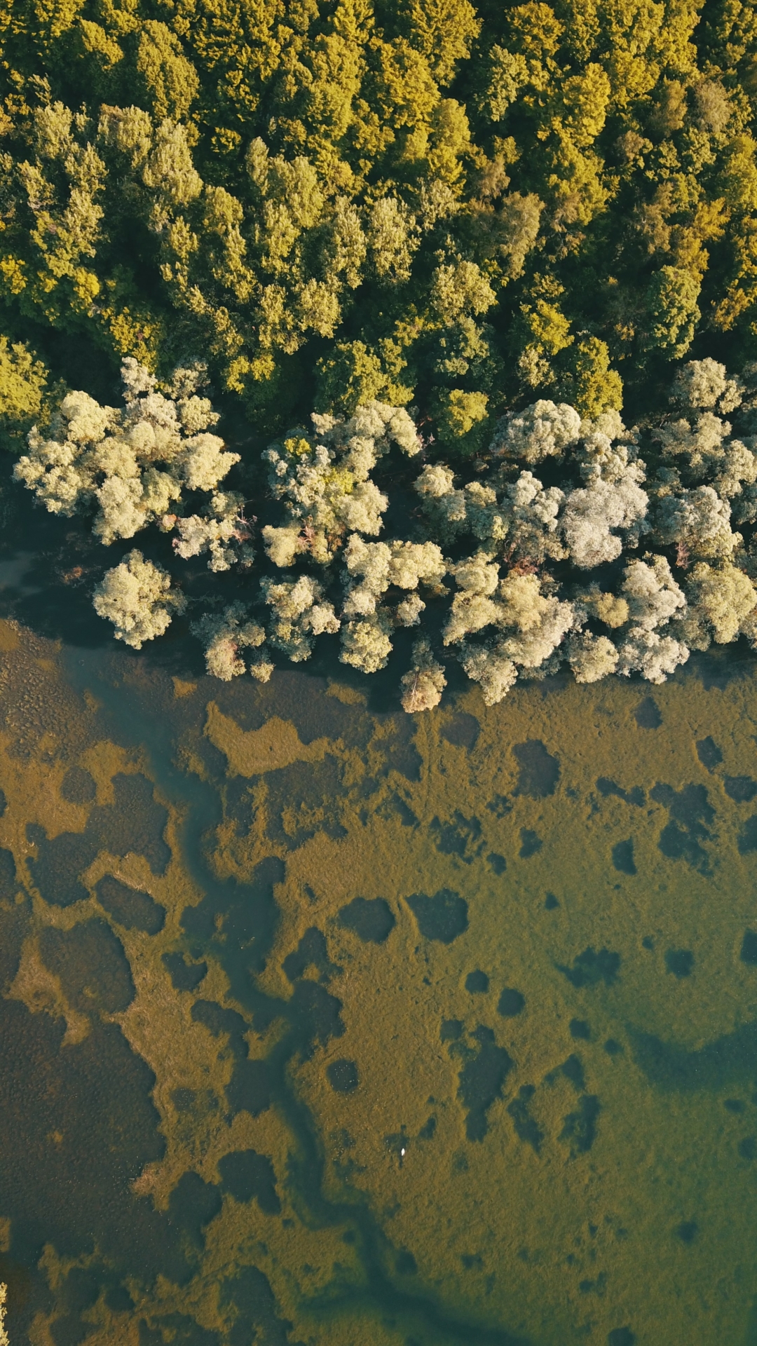 Les Nuits des Forêts dans le Grand-Est
