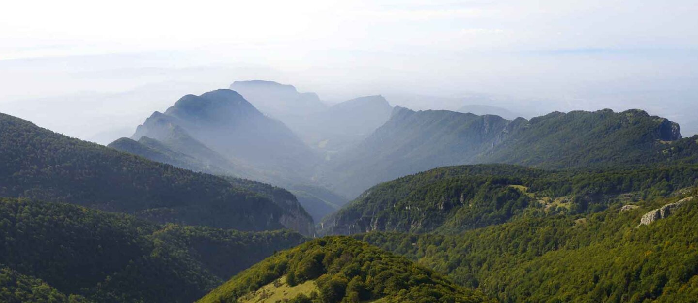 La Peau des arbres